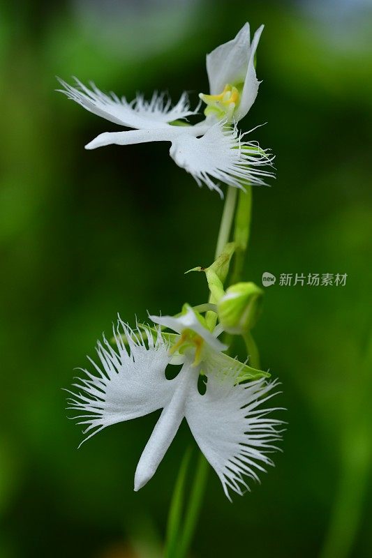 白鹭花/辐射果胶